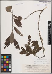Foto von Salix cinerea L.